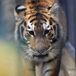 В Сеульском зоопарке появилась пара уссурийских тигрят