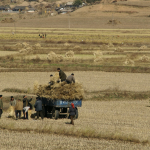 В КНДР завершается сбор риса – основного вида зерновых в стране