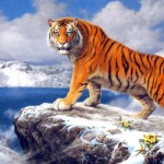 Тигр на горе Пэкту