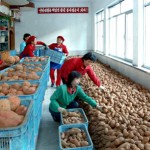 Исследование: уровень безработицы среди северокорейских перебежчиков достиг 20%