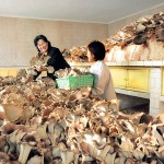 В КНДР набирает популярность разведение грибов