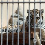 В Большом сеульском парке тигр напал на человека