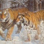 Южнокорейские ученые впервые в мире составили генетическую карту амурского тигра