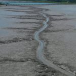 Приливно-отливные равнины на юге РК внесены в Список всемирного наследия ЮНЕСКО