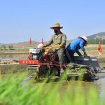 В селе Чхонсан началась пересадка рисовой рассады