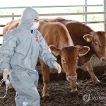 В РК распространяется нодулярный дерматит крупного рогатого скота