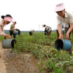 Продолжительная засуха в КНДР может стать самой сильной с 2001 года