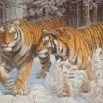 В Центральном зоопарке увеличивается число корейских тигров